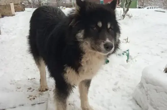 Найдена контактная собака на ул. Орджоникидзе, Балашов
