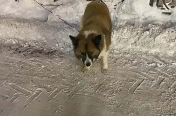 Собака Кабель найдена на пр. Ленина 86 в Мурманске