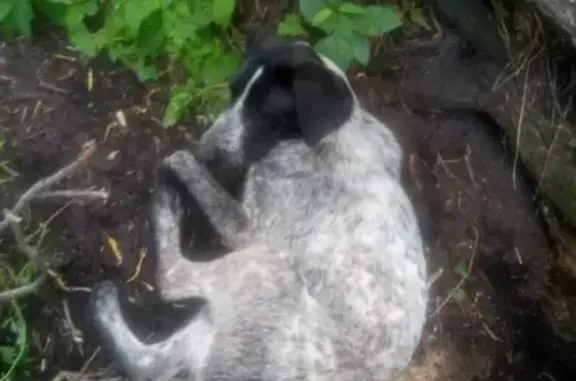 Собаки потеряшки, Новокузнецк, фото: Потеряшка собака Бархат в районе Волковский птицефабрики