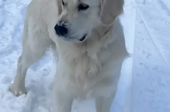 Пропала собака Барни в Тольятти, район бульвара здоровья