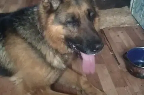 Собака Овчарка найдена на 5-й Слободской, Иваново