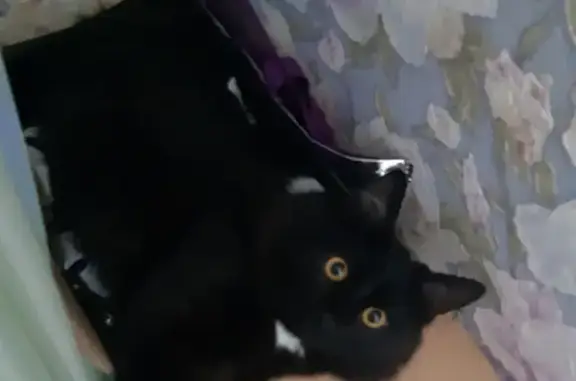 Кошки потеряшки, Ижевск, фото: Потеряшка кошка Мальчик на улице Буммашевская, 25, Ижевск