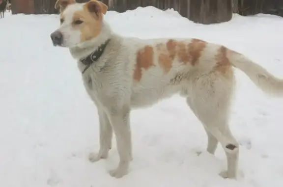 Найдена бело-рыжая собака с ошейником на Привокзальной, ищем хозяина!
