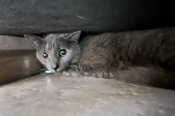 Найдена серая кошка на Ленинградском шоссе