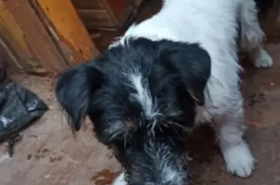 Собака найдена на улице Белинского, Подольск.
