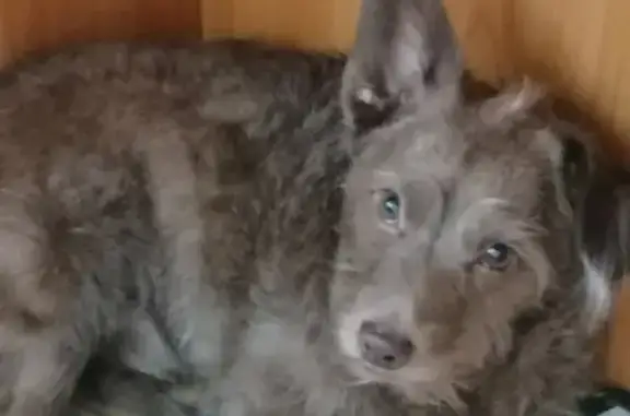 Пропала собака Филя на ул. Сухаренко, 9 в Дзержинске