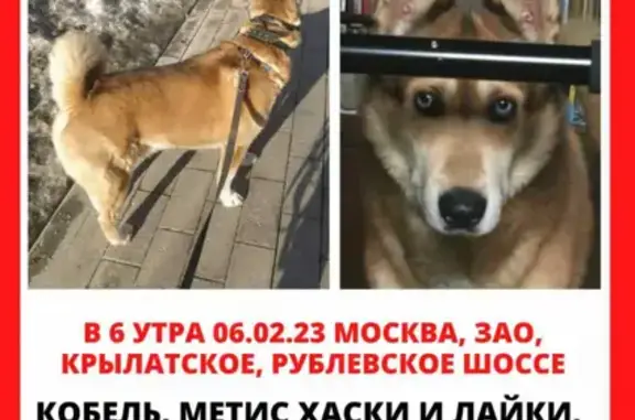 Пропала собака Джейк на Рублёвском шоссе 36 к1, Москва