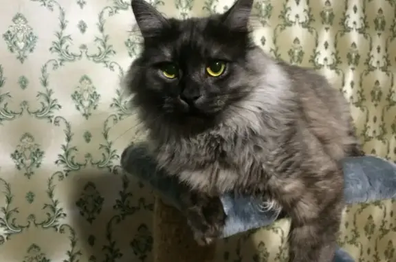 Потерянные животные Воронеж, фото: Пропал кот Кузя, ул. Л. Рябцевой, 28, Воронеж