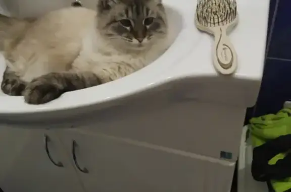 Кошки потеряшки, Тольятти, фото: Потеряшка кошка на улице Пролетарской, звоните 89608342808