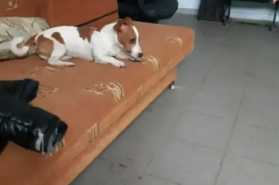 Собака Кобель найдена в Звенигороде 46К-1151
