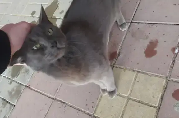 Найдена кошка на улице 9 Января, 133, Воронеж