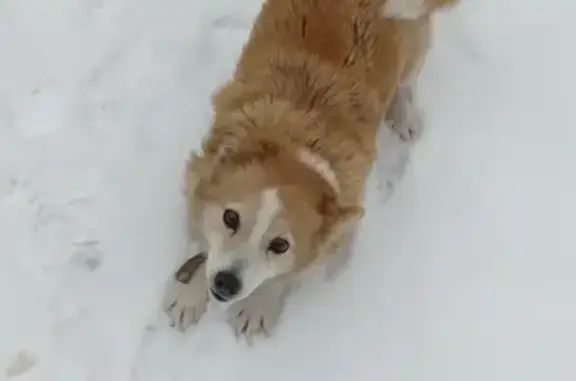 Пропала рыжая собака с Хардиково, Орловская область