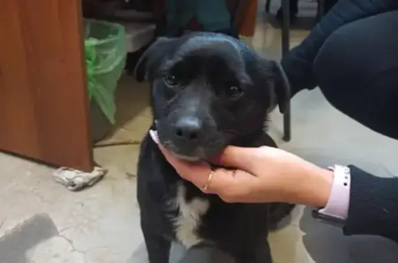 Собака на Фурманова 3, Краснодар: мальчик, чёрный с белым пятнышком, ласковый.