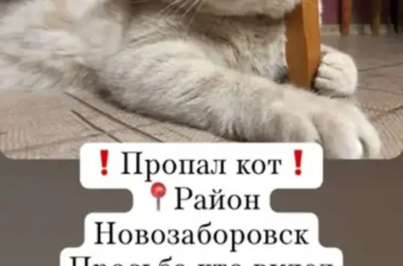 Пропал кот на Новосадовой улице