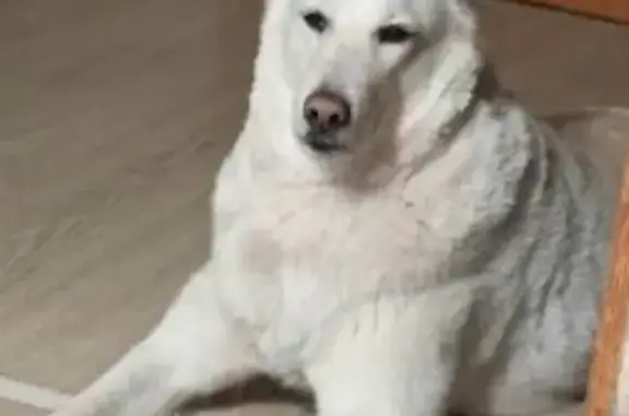 Пропала собака Ирбис в Краснодарском крае