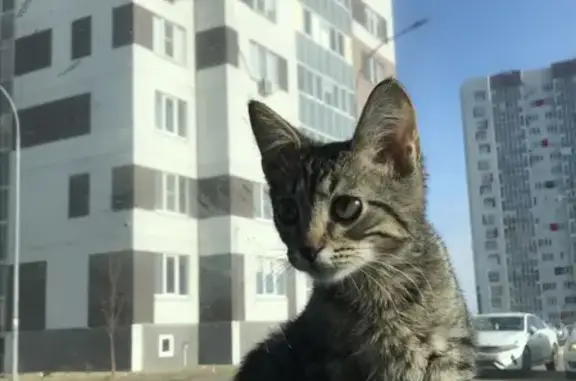 Нашли котенка на ул. Димитрова, 131!