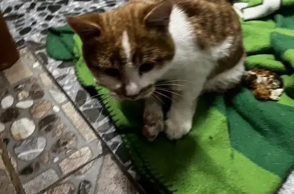 Кошка с зеленым ошейником найдена на Вокзальной улице, 13А