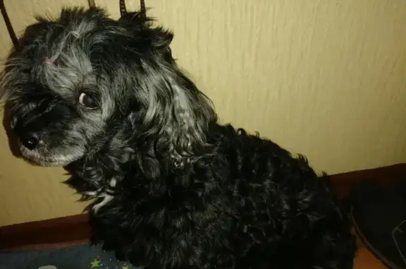 Собака Черный пудель найден на ул. Автостроителей, 38 в Тольятти.