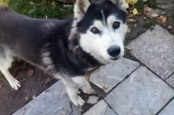 Пропала собака Хаски Барон на Комякинской, Хотьково