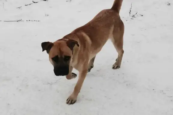Найдена собака в Болохово, ищем хозяина