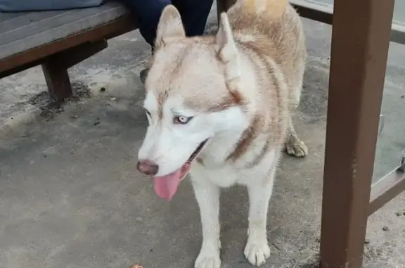 Пропала собака СИБИРСКИЙ ХАСКИ в Раменском городском округе