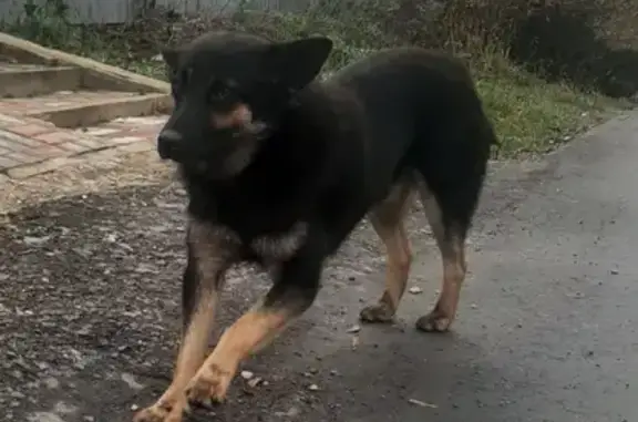 Пропала собака на Венёвском шоссе в Туле