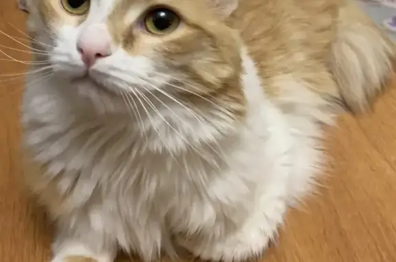 Кошки потеряшки, Тольятти, фото: Потеряшка кошка Малышка на ул. 70 лет Октября, 78, Тольятти