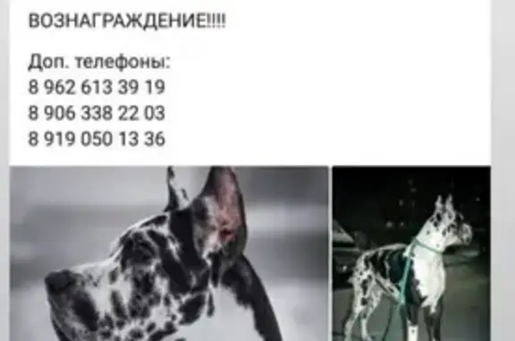 Пропала немецкая собака в Ивановской области