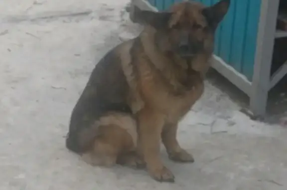 Пропала собака на ул. Пушкина, 1 в Абакане