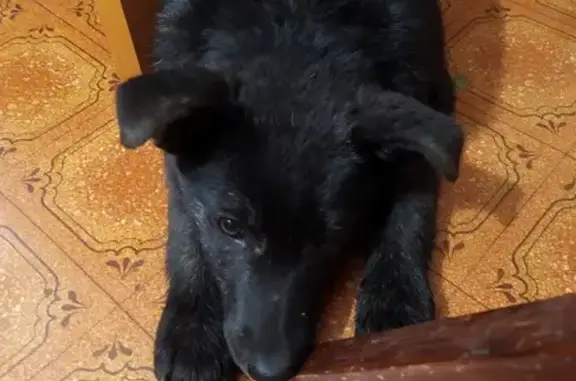 Найдена собака на Ореховой, 9