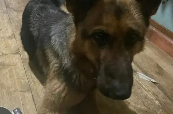 Найдена собака Овчарка на улице Дзержинского, Астрахань