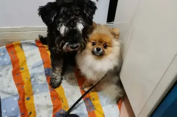 Собаки потеряшки, Калининград, фото: Потеряшка шпиц-мальчик с рыжим окрасом и специальными требованиями по уходу, адрес: ул. Горького, 178Б, Калининград.