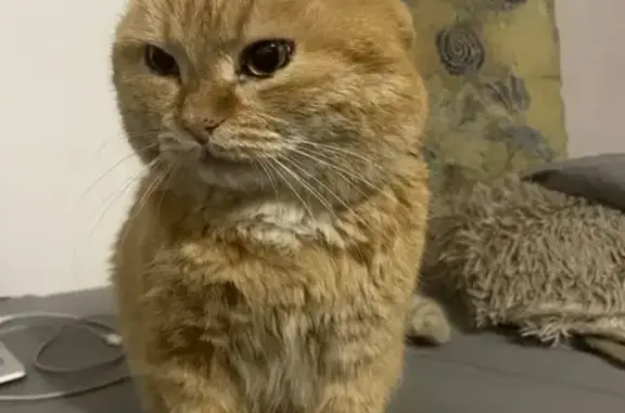 Найден рыжий кот в Саяногорске