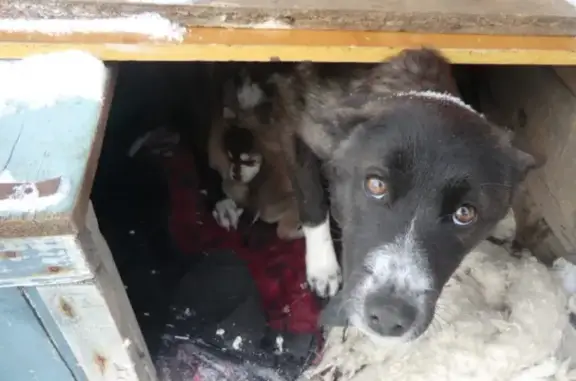 Собака с щенками найдена в Красном хуторе, 04Н-977.