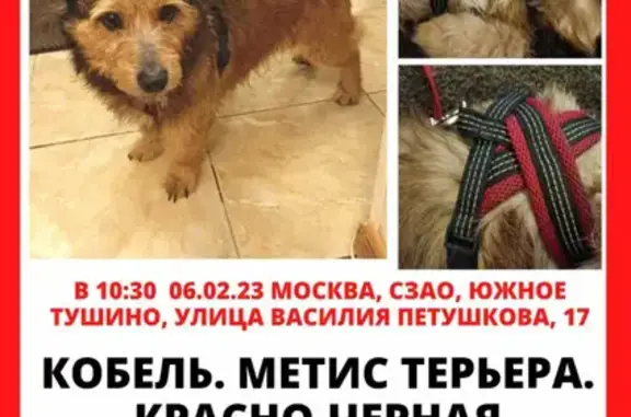 Найдена рыжая собака на ул. В. Петушкова, Москва