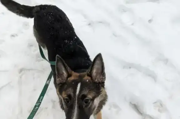 Найдена собака на пр-де Загорского, Москва