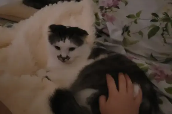 Кошки потеряшки, Казань, фото: Потеряшка кот Мартин, ул. Пр. Победы, 57Б, Казань