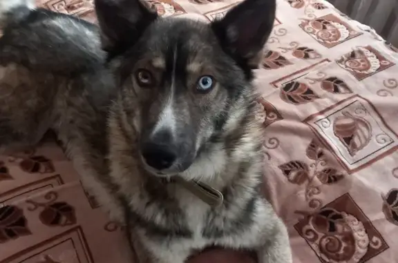 Пропала собака на Почаевской, 17А, Владимир