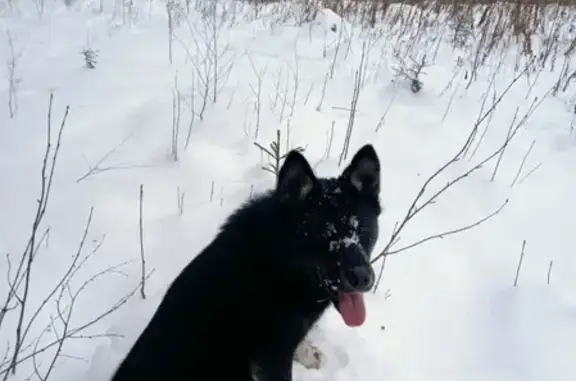 Пропала собака на Бородинской, 5-6 мес, чёрная, упитанная