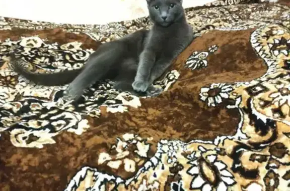 Кошки потеряшки, Санкт-Петербург, фото: Потеряшка кот Кокос на пр. Маршала Жукова 45, СПб