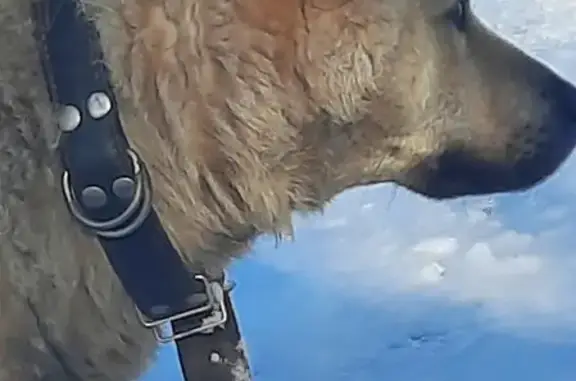 Найден пес с ошейником на ул. Красная Поляна, Грибановский район