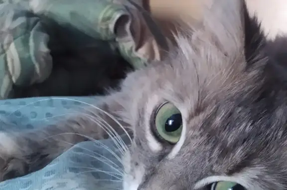 Потерянные животные Уфа, фото: Пропала серенькая кошка на улице Шмидта, Уфа