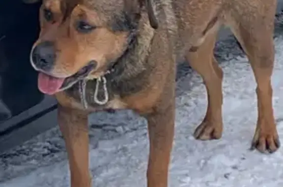 Пропала собака на улице Гальцева в Егорьевске