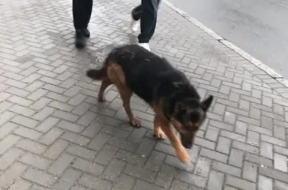 Собаки потеряшки, Калининград, фото: Потеряшка собака Альфа на Пограничной улице, Калининград