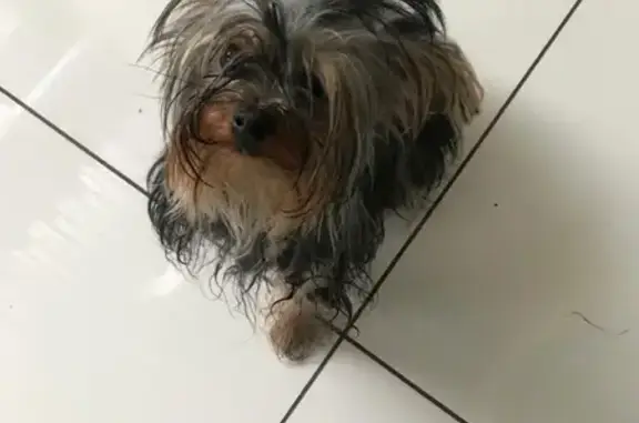 Найдена собака, Московская область, фото: Найден йорк-девочка в Козино, Московская область