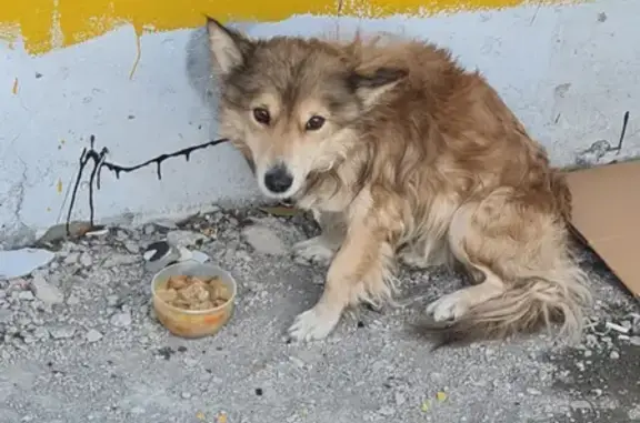 Собака найдена на Кольском проспекте, 226