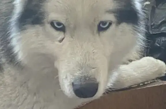 Собака Девочка найдена в Старом Осколе с шрамом у глаза