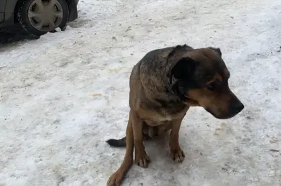 Собака найдена на Комиссарова, 26, с поврежденной лапой