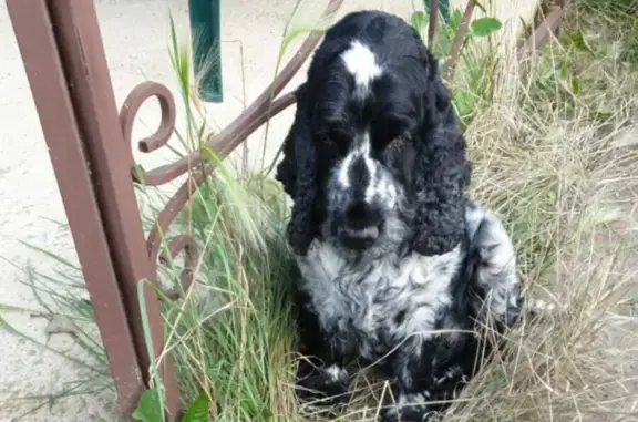 Пропала собака Британский спаниель в Товарково