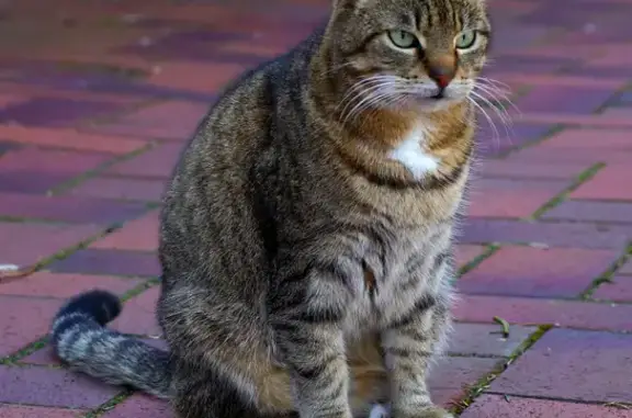 Кошки потеряшки, Казань, фото: Потеряшка кошка с аппаратом на лапе на Беломорской улице, Казань